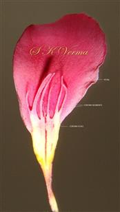  Petal with corona